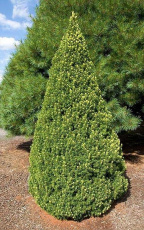 Ель канадская (Picea glauca Rainbow's Еnd)
