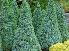 Ель канадская/сизая (Picea glauca Sanders Blue)