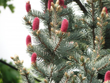Ель аянская/иезская (Picea jezoensis Nana)