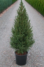 Ель канадская/сизая (Picea glauca Conica)