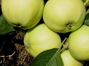 Яблоня Белый налив (осень) 150 гр плод