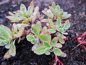 Очиток камчатский (Sedum kamtschaticum  Tricolor)