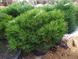 Сосна чёрная (Pinus nigra Spielberg)