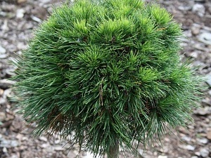 Сосна горная (Pinus mugo Varella)