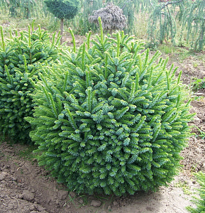Ель сербская (Picea omorika Nana