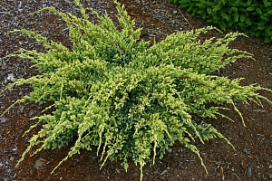 Можжевельник чешуйчатый (Juniperus squamata Dream Joy)