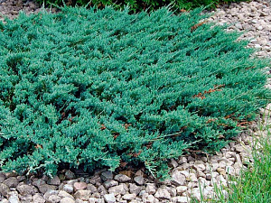 Можжевельник горизонтальный (Juniperus horizontalis Icee Blue)