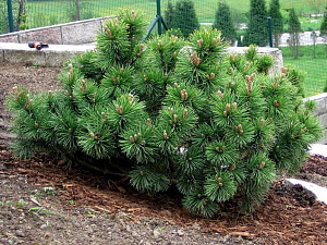 Сосна карликовая (Pinus pumila Glauca)