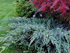 Можжевельник чешуйчатый (Juniperus squamata Blue Carpet) 
