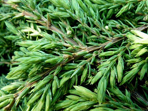 Можжевельник обыкновенный (Juniperus communis Green Carpet)