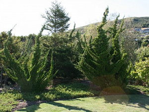 Можжевельник китайский (Juniperus chinensis Kaizuka)
