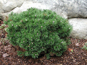 Сосна горная (Pinus mugo Mini Mops)