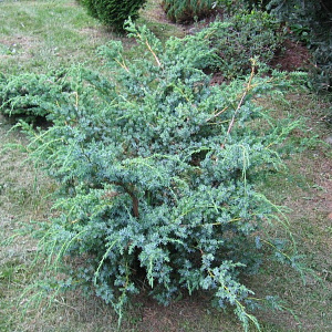 Можжевельник китайский (Juniperus chinensis Blue Alps)