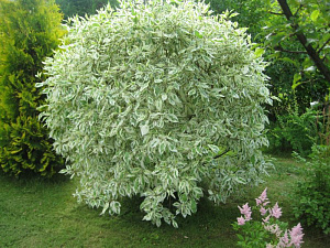 Дерен белый (Elegantissima)
