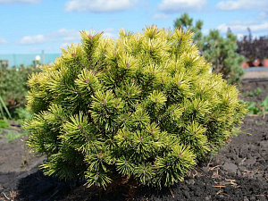 Сосна горная (Pinus mugo Ophir)