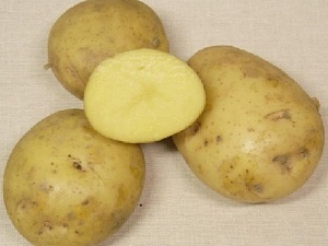 Картофель Сударыня [kartofel sudarynya]