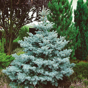 Ель колючая (Picea pungens Super Blue Seedling)