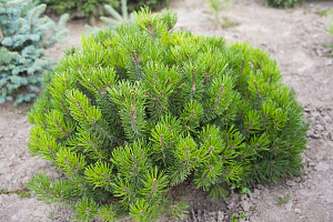 Сосна горная (Pinus mugo Mughus)