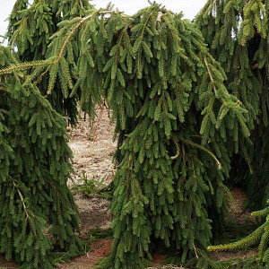 Ель обыкновенная (Picea abies Frohburg)