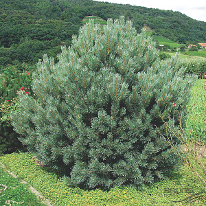 Сосна обыкновенная (Pinus sylvestris Watereri) 