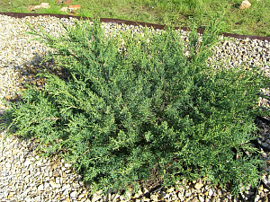 Можжевельник виргинский (Juniperus virginiana Hetz)