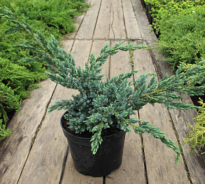 Можжевельник чешуйчатый (Juniperus squamata Meyeri)